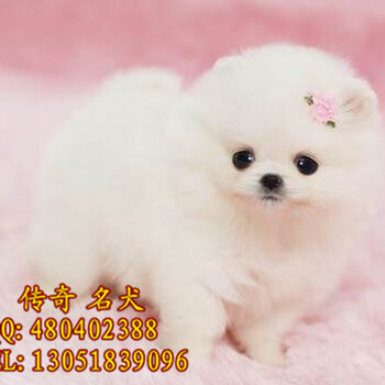 赛级博美幼犬出售纯种博美价格北京传奇犬舍