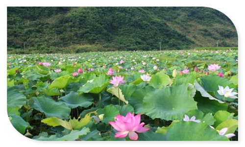 洛南县本地编写项目申请报告公司有案例