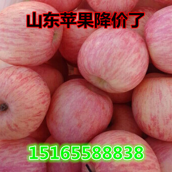 2019山东红富士苹果冷库富士价格行情山东苹果产地大量供应货源充足