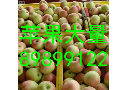 山东藤木苹果产地价格