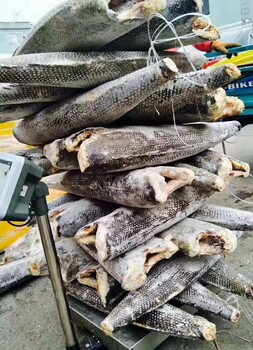 郑州四海美来的马哈鱼怎么做好吃