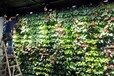 绿色屋面植物墙