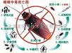 灭蟑螂有效的方法，家庭灭蟑螂，沧州清波控虫灭蟑螂公司