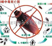 灭蟑螂有效的方法，家庭灭蟑螂，沧州清波控虫灭蟑螂公司