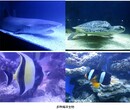 观赏鱼缸企鹅展租赁海狮表演海洋生物展览租赁方案图片