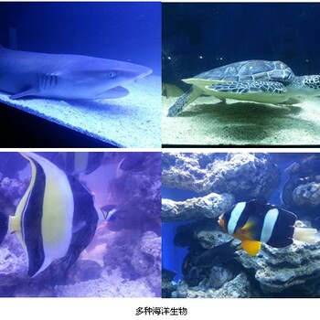 观赏鱼缸企鹅展租赁海狮表演海洋生物展览租赁方案