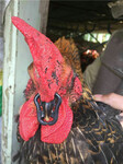 加强型养殖业机械设备肉鸡饲养防啄环