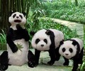 雙橋大型熊貓模型