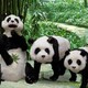 熊貓模型批發圖