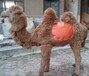 三明仿真骆驼制作