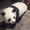 果洛熊貓模型批發
