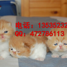 1457869989069241300-0.jpg@1e_1c_220w_220h_90Q.jpg
