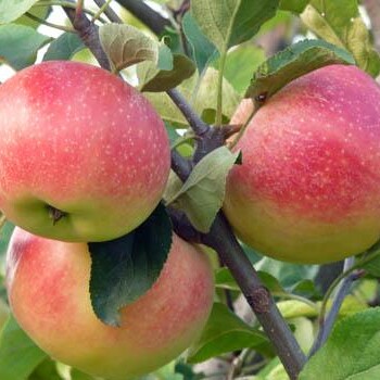 果园出售早熟苹果