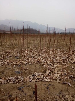 出售宗原种红杆大地生日本厚朴树苗