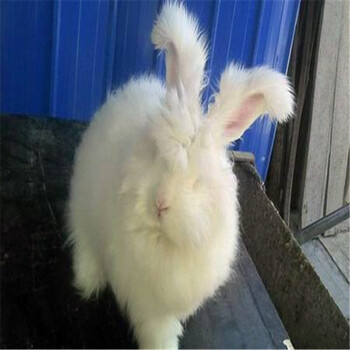 长毛兔兔种价格/长毛兔养殖前景，长毛兔多少钱一只？