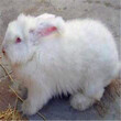 去哪里可以买到长毛兔种兔？从哪里有卖长毛兔兔苗？图片