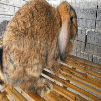 公羊兔种兔多少钱一只？从哪里能买到公羊兔种兔？