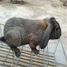 杂交野兔的繁殖能力/野兔饲养成本多少钱？