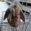 附近哪里有公羊兔种兔的养殖场？公羊兔种兔养殖成本多少钱？图片