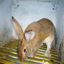 南阳杂交野兔养殖基地附近哪里有杂交野兔的养殖场