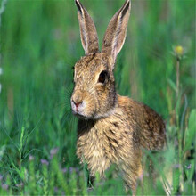 安阳去哪里能买到杂交野兔杂交野兔能长多少斤