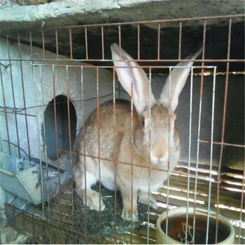 厂家长毛兔杂交野兔价格獭兔安哥拉长毛兔多少钱特种兽畜