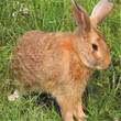 长毛兔从哪里可以买到肉兔种兔去哪里能买到