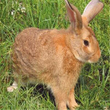 保定杂交野兔的出售价格什么地方可以买到杂交野兔
