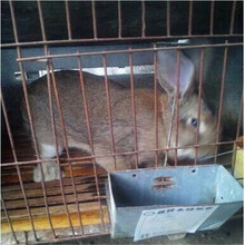 枣庄杂交野兔的品种介绍杂交野兔养殖论坛