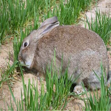 台州具有口碑的杂交野兔生产基地杂交野兔养殖场