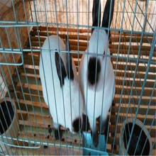 伊拉兔种兔养殖技术视频附近伊拉兔种兔哪里有卖的？