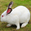 肉兔体重能有多少斤？养殖肉兔种兔一年能赚多少钱？