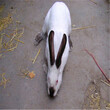 附近哪里有伊拉兔种兔的养殖场？伊拉兔种兔哪里可以买到？