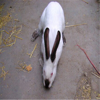 去哪里能有卖獭兔养殖场？獭兔从哪里能买到？