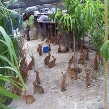 惠州哪里有杂交野兔养殖公司杂交野兔的销售渠道