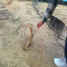 大庆到哪里能找到卖杂交野兔的养殖场杂交野兔的出售价格