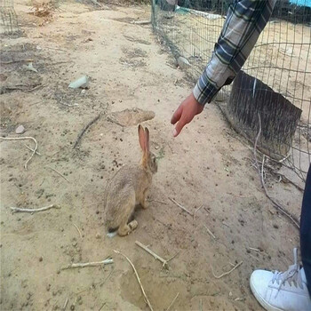 养野兔一年能挣多少钱比利时野兔散养视频野兔种兔杂交养殖