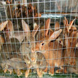 肉兔饲料成本是多少？哪里有卖肉兔种兔的养殖场？图片