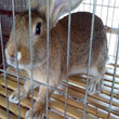 鹤壁哪里有卖杂交野兔的商家哪里的杂交野兔能回收图片