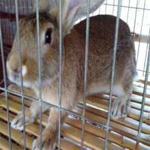 岳阳杂交野兔交易市场价格杂交野兔卖多少钱一只