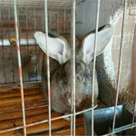 肉兔能长多大肉兔养殖成本与利润