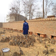 榆林杂交野兔饲料成本是多少在哪里有卖杂交野兔的