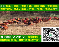 哈尔滨五黑绿壳蛋鸡苗价格，五黑绿壳蛋鸡苗技术图片3