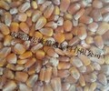 求购玉米大米小麦高粱原料