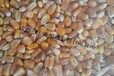 常年求购大米玉米高粱碎米小麦原料