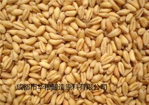 求购大米糯米小麦大米高粱淀粉豆类玉米碎米等原料图片2