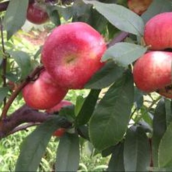 万亩早熟油蟠桃种植基地，阳历7月份产地