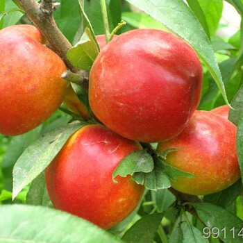大量供应中油13号超大果型油桃品种，脆甜香，耐运输，阳历6月份成熟