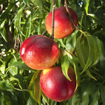 供应珍珠枣晚熟油桃，脆甜可口，耐运输，阳历8月份成熟