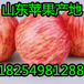 山东藤木苹果产地中心价格
